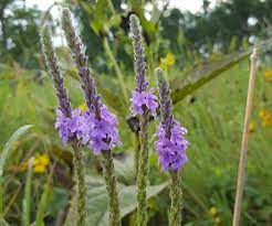 Plant in the border, native plant garden, naturalized area, prairie or wildflower meadow. Wildflowers Of The Mnrr Missouri National Recreational River U S National Park Service
