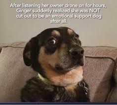 Shelterinplace Fortworthdogs Emotional Support Dog Dog Quotes Funny Funny Dogs