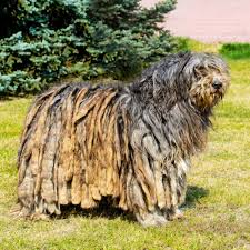 The komondor is an ancient hungarian breed, bred to guard sheep against wolves. 18 Long Haired Dogs Afghan Hound Bearded Collie And More
