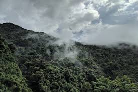 Some people refer to these forested areas interchangeably. World Rainforest Day 2021 The World S Top 10 Greatest Rainforests Earth Org Past Present Future
