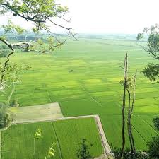 Gratis untuk komersial tidak perlu kredit bebas hak cipta. Kehijauan Sawah Saujana Mata Memandang Kedah Jelapang Padi Malaysia Kedah Sawah Kedah Malaysia Padi