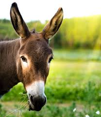 Feeding Mules And Donkeys The 1 Resource For Horse Farms