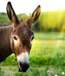 feeding mules and donkeys the 1 resource for horse farms