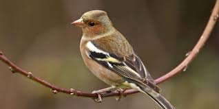 الحسون الظالم او طائر البانسو كل ماتود معرفته حول هذا العصفور طيور العرب Chaffinch Animals Birds