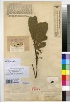 Image result for Vitex madiensis