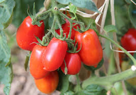 We did not find results for: Tomatoes Sky Nursery