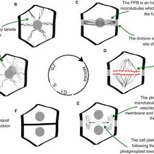 In plant cell division is restricted to. Pdf Plant Cell Divisions Variations From The Shortest Symmetric Path