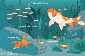 Sorry, there are no stores found matching your search. 11 Top Fish Species For Cold Freshwater Aquariums