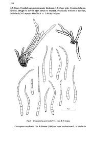 Image result for Metasphaeria diplodiella