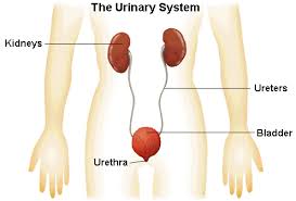 Infectiile urinare afecteaza de cele mai multe ori femeile, insa poate fi intalnita si la barbati. Pe Scurt Despre Aparatul Urinar La Femei Si Barbati