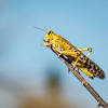 Crickets belong to the order orthoptera, which includes grasshoppers, locusts, and katydids. 1