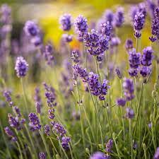 Drying lavender flowers is easy, just take small bunches of cut flowers and make into bundles. How To Grow English Lavender