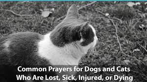 Pets often form strong attachments to one another, and the survivor of such a pair may seem to grieve for its companion. Common Prayers For Dogs And Cats Who Are Lost Sick Injured Or Dying