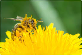 Pollen (fine granular substance produced in flowers). El Polen Contribuye A La Gripe Y A La Estacionalidad Covid 19