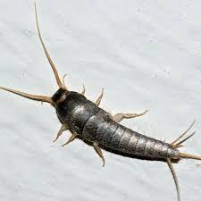 Pests vary depending on where in the world you live. Irish Homes Are Being Invaded By Pesky Silverfish Insects Irish Mirror Online