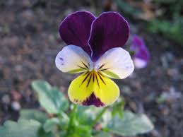 Check spelling or type a new query. Heartsease Johnny Jump Up Free Stock Photos In Jpeg Jpg 1280x960 Format For Free Download 224 48kb
