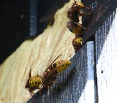 Ein hornissennest darf witterungseinflüssen nicht unmittelbar ausgesetzt werden. Hurra Ich Habe Wieder Ein Hornissennest Am Haus Foto Bild Natur Insekten Tiere Bilder Auf Fotocommunity