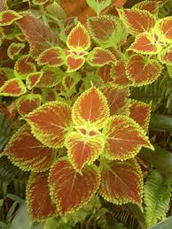 Image result for Coleus foliatus