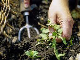 Weed killer zu spitzenpreisen kostenlose lieferung möglich Tools For Controlling Weeds In The Garden