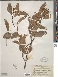 Image result for Turraea robusta