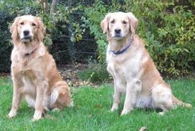 Golden Retriever Zucht Vom Schellenberger Wald In Essen Wald