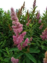 Image result for Spiraea douglasii