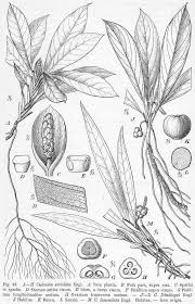 Image result for Culcasia falcifolia