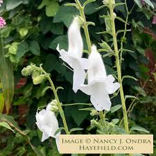 Image result for Ceratotheca triloba