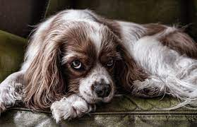 Gegenstände wie kies, knochen, pflanzen oder kunststoffe, die im verdauungstrakt gefangen sind. Blut Im Stuhl Beim Hund Ursachen Diagnose Behandlung Fellomed