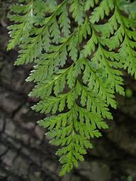 Image result for Davalliaceae