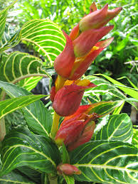 Image result for Sanchezia