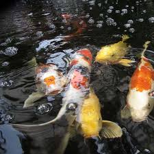 The final design resulted in a pond approximately 13ft long x 6ft wide and 3ft 6 deep which would stand 3ft out of ground and which we calculated to be around 1700 gallons. How Long Can Koi Fish Live Without Oxygen Koi Oxygen Levels Pond Informer