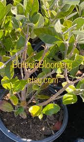 Pineapple Guava (feijoa Sellowiana) Plant