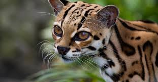 Image result for costa rica animals