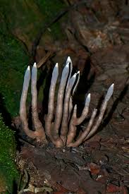 Image result for Xylaria polymorpha