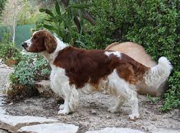 Welsh springer spaniel) — порода охотничьих собак их семейства спаниэлей. Velsh Springer Spaniel Vikipediya