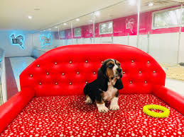 Club K9 Guvencesiyle Satilik Basset Hound Yavrusu Fiyat Sahiplendirme Ilan Icin Ziyaret Edebilirsiniz Animals Dogs