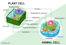 A plant cell is different from other eukaryotic cells in that it has a rigid cell wall, a central vacuole, plasmodesmata, and plastids. Animal Cells Vs Plant Cells What Are The Similarities Differences And Examples