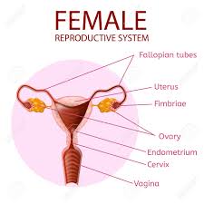 Learn about female parts with free interactive flashcards. Female Reproductive System Human Anatomy Uterus And Ovaries Royalty Free Cliparts Vectors And Stock Illustration Image 120833039