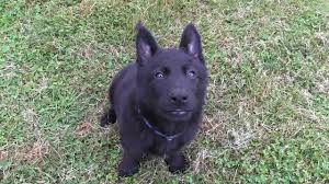 Get a boxer, husky, german shepherd, pug, and more on kijiji, canada's #1 local classifieds. Top Notch Male German Shepherd Puppy Demonstrates A Lively Playful Attitude At Only 7 Weeks Old Youtube