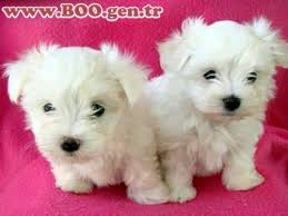 Maltese Terrier Sus Kopekleri Kopek Bichon Bichon Frise
