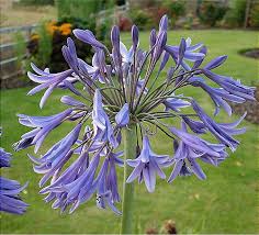 Image result for Agapanthus inapertus