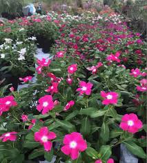 Cara budidaya vinca (tutorial lengkap). Bunga Vinca Home Furniture Gardening On Carousell