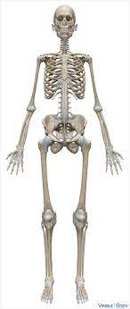 This anatomical structure is called an organ. Glossary Of The Skeletal System Learn Skeletal Anatomy