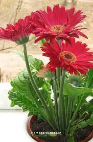 Gerbera Daisy Guide The Only Gerbera Daisy Resources You Will Ever Need Gerbera Daisy Daisy Gerbera Guide Resources Gerbera Flower Gerbera Plant Plants