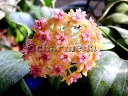Hoya Fitchii Wax Flowers Hoya Plants Flowers
