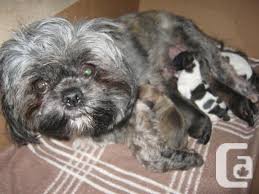 Maybe you would like to learn more about one of these? 5 Adorable Shih Tzu Chihuahua Mixed Puppies Ready For Their New Homes For Sale In Braeside Ontario Classifieds Canadianlisted Com