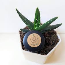 Image result for Aloe christianii