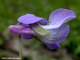 Image result for Viola abyssinica