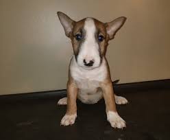 Bull Terrier Puppies Boss Bull Terriers Bull Terrier Bull Terrier Puppy Puppies